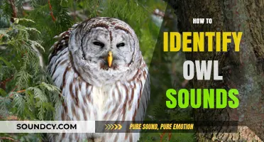Mastering the Night: How to Identify Owl Sounds in the Wild
