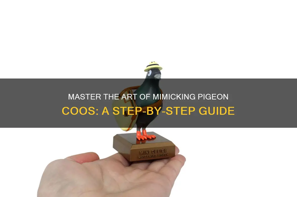 how to imitate pigeon sound