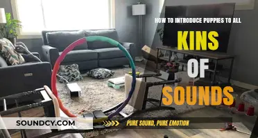 Puppy Sound Socialization: Tips for Introducing Puppies to Everyday Noises