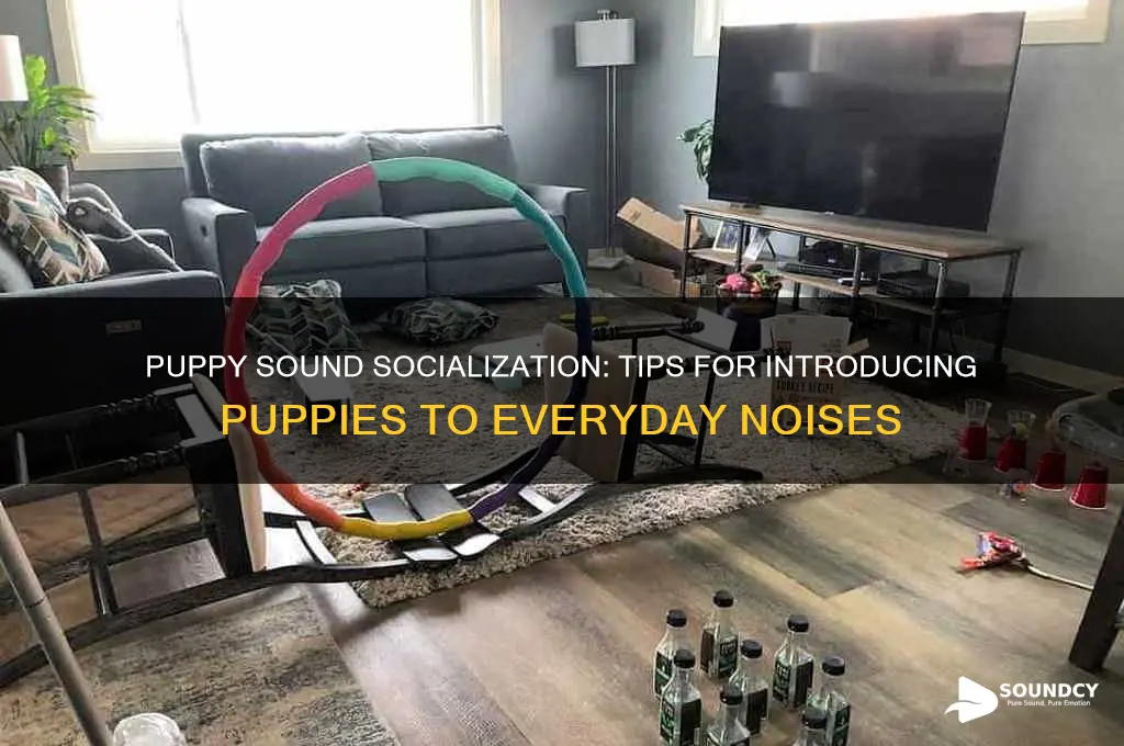 how to introduce puppies to all kins of sounds