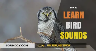 Mastering Bird Sounds: A Beginner's Guide to Identification and Learning