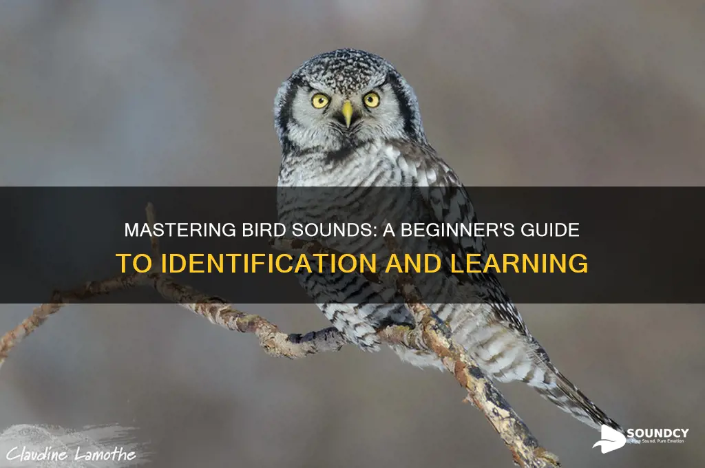 how to learn bird sounds