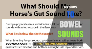 Listening to Bowel Sounds: A Guide to Auscultation