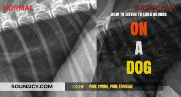 Mastering Canine Auscultation: A Guide to Listening to Dog Lung Sounds
