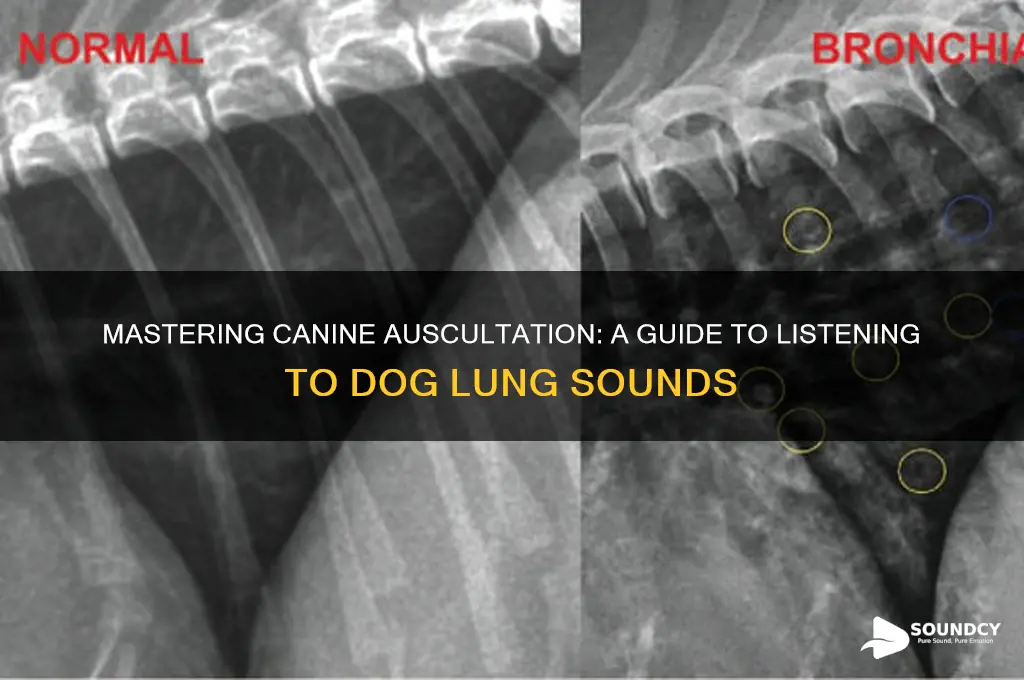 how to listen to lung sounds on a dog