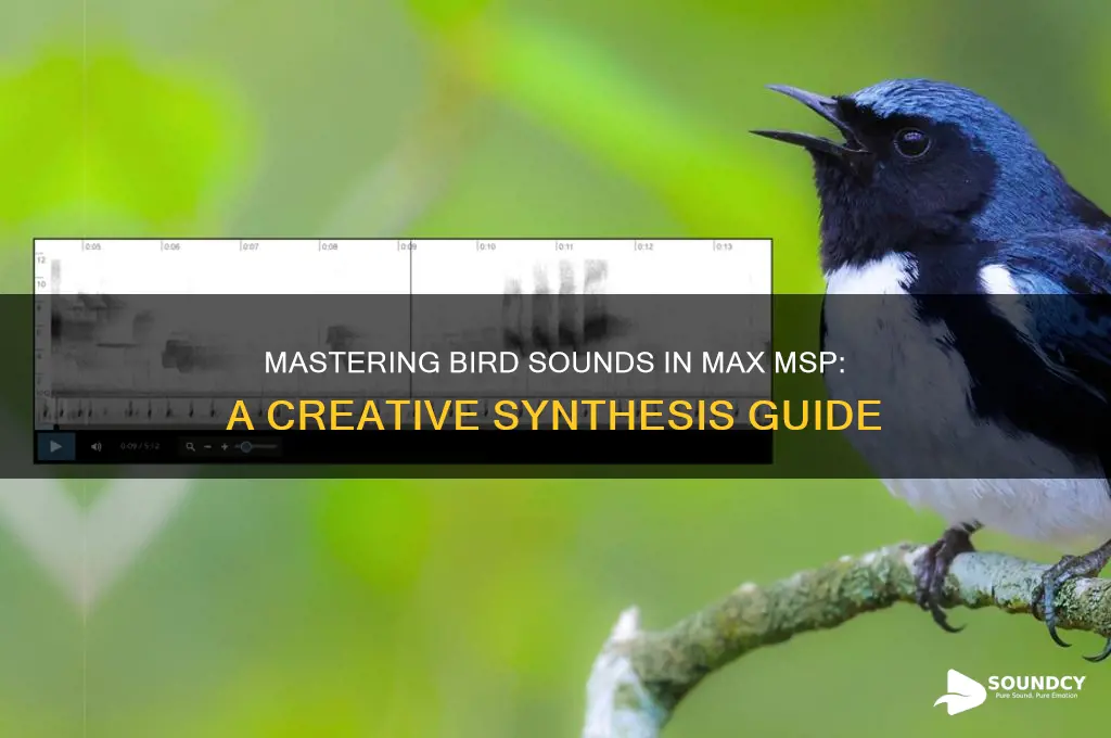 how to make a bird sound in max masp