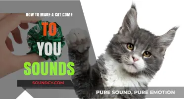 Mastering Cat-Friendly Sounds: Techniques to Attract Your Feline Friend Easily