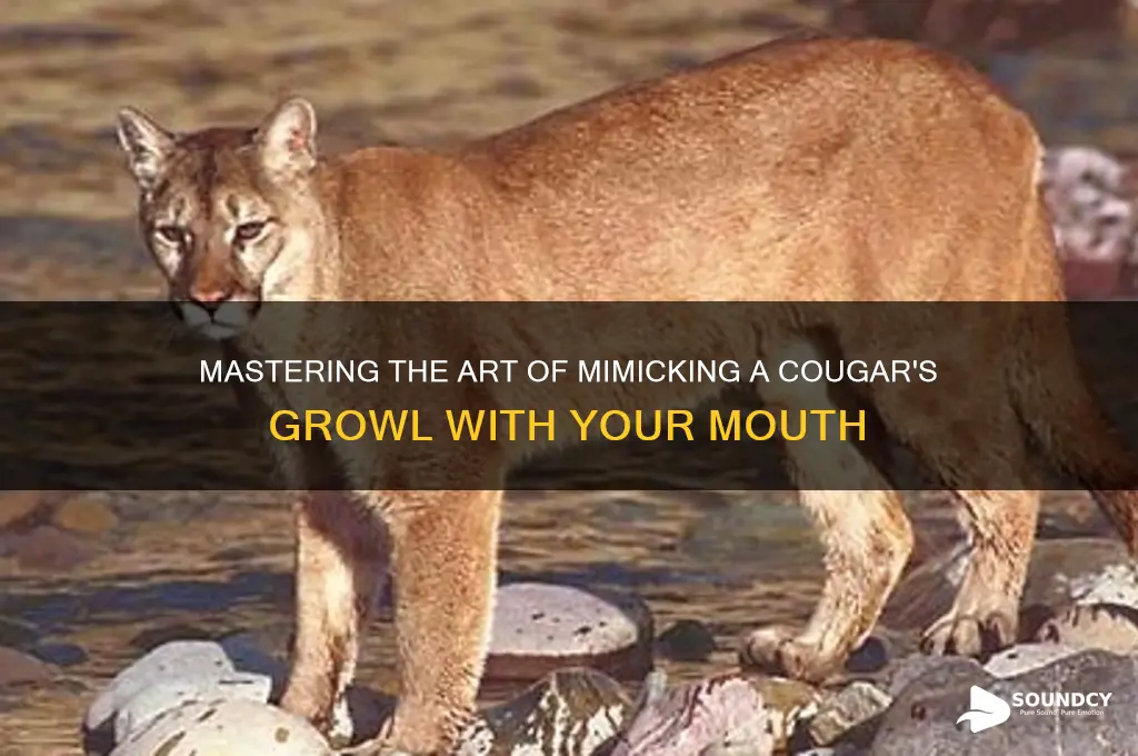 how to make a cougar sound with your mouth