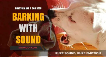 Effective Sound Techniques to Silence Your Dog's Excessive Barking
