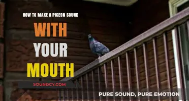 Mastering the Art of Mimicking Pigeon Sounds with Your Mouth