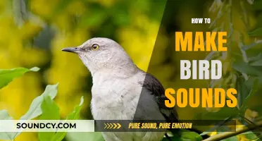 Mastering Bird Calls: Techniques to Mimic Nature's Melodies Perfectly