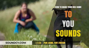 Effective Tips to Teach Your Dog to Come on Command