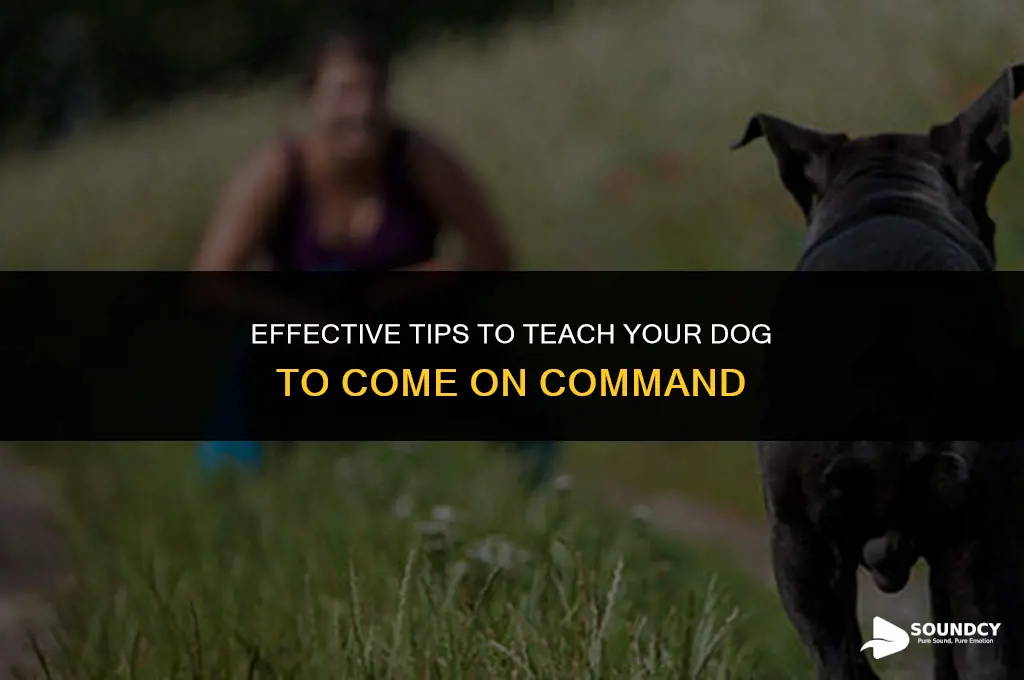 how to make your dog come to you sounds
