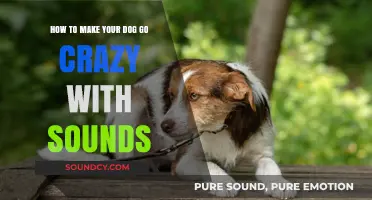 Unleashing Canine Chaos: The Art of Sound-Induced Dog Frenzy