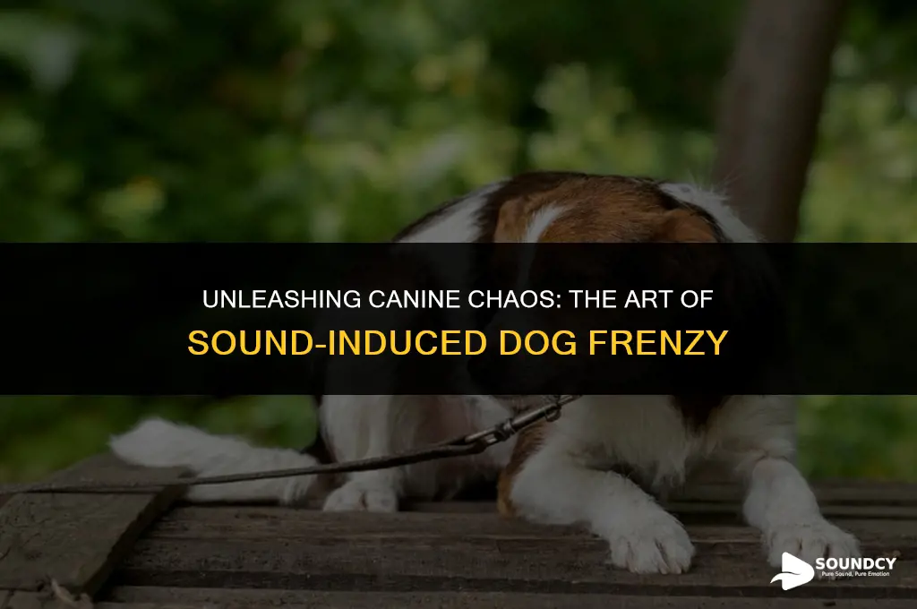 how to make your dog go crazy with sounds