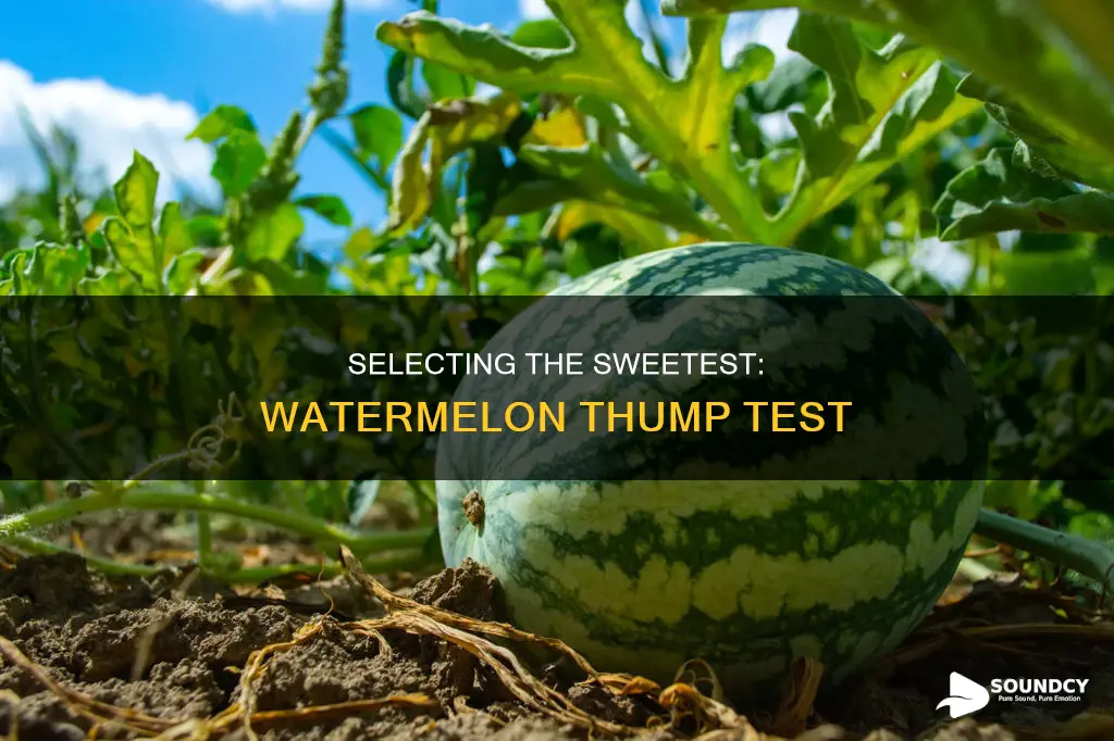 how to pick a watermelon sound