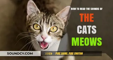 Decoding Feline Communication: Understanding the Meaning Behind Your Cat's Meows