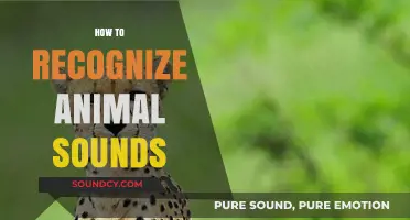 Mastering the Art of Identifying Animal Sounds in Nature