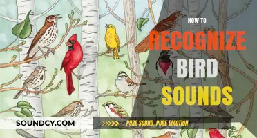 Mastering Birdsong: A Beginner's Guide to Identifying Bird Sounds