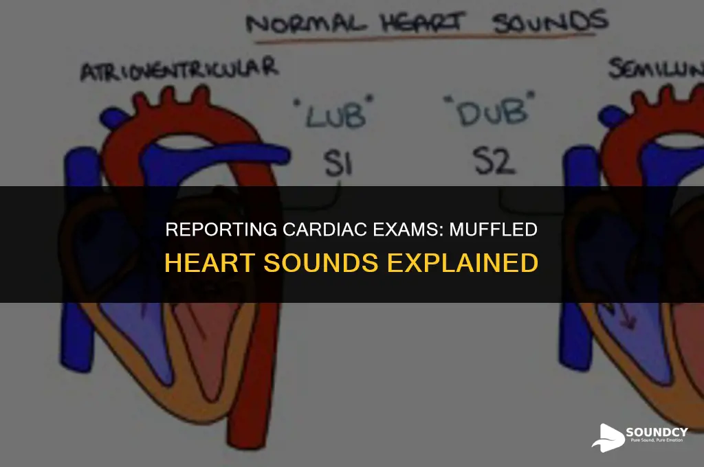 how to report cardiac exam with muffled heart sounds