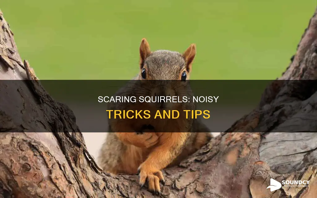 how to scare a squirrel sounds