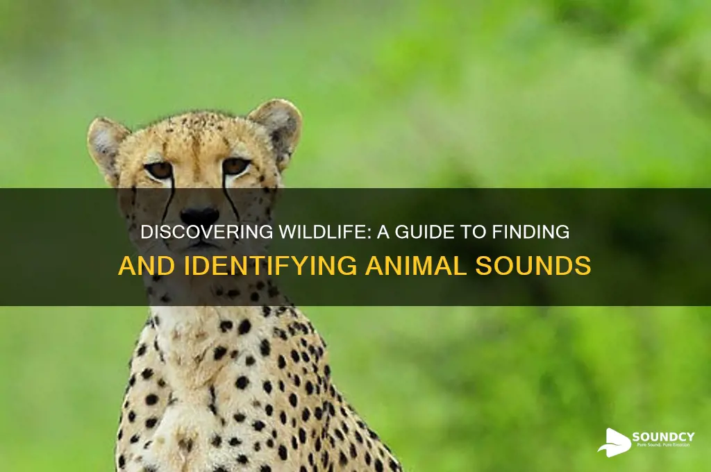 how to search animal sounds