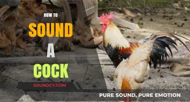 Mastering the Art of Cock Crowing: Techniques and Tips for Success