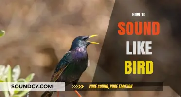 Master Bird Mimicry: Techniques to Sound Like a Feathered Friend