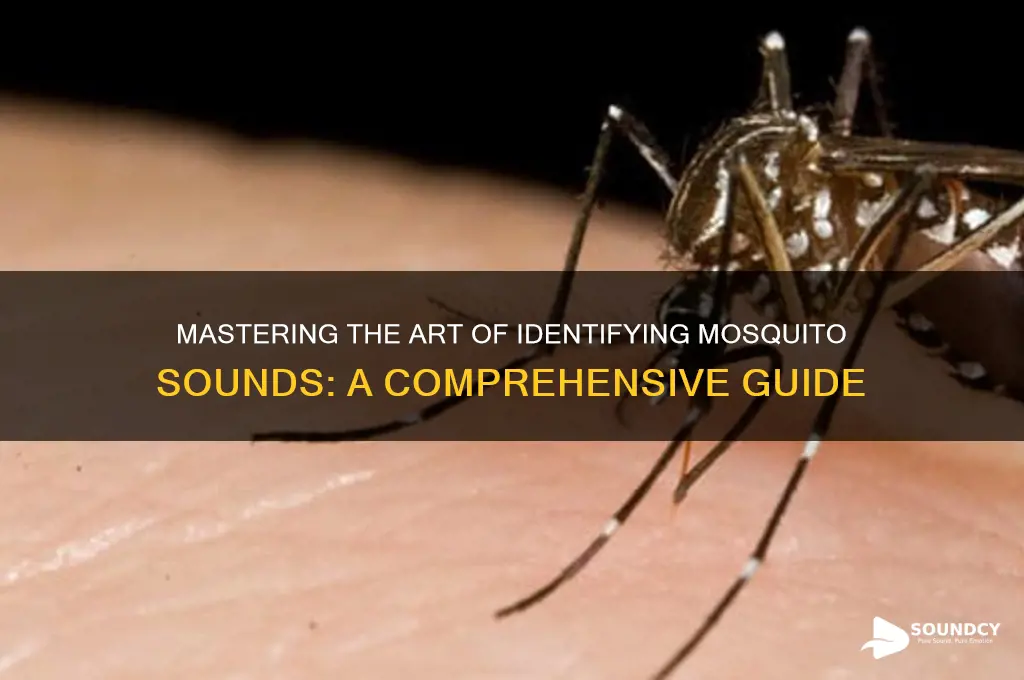 how to sound out mosquito