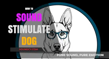 Effective Sound Stimulation Techniques to Engage and Train Your Dog