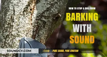 Quieting the Canine Chorus: Humane Tips to Curb Excessive Barking