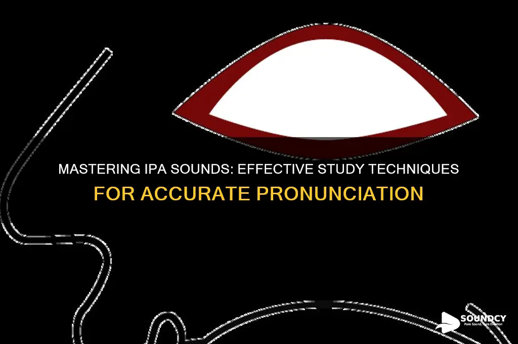 how to study ipa sounds