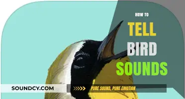 Mastering Birdsong Identification: A Beginner's Guide to Recognizing Bird Sounds