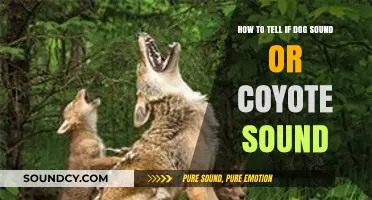 Distinguishing Dog Barks from Coyote Howls: A Guide