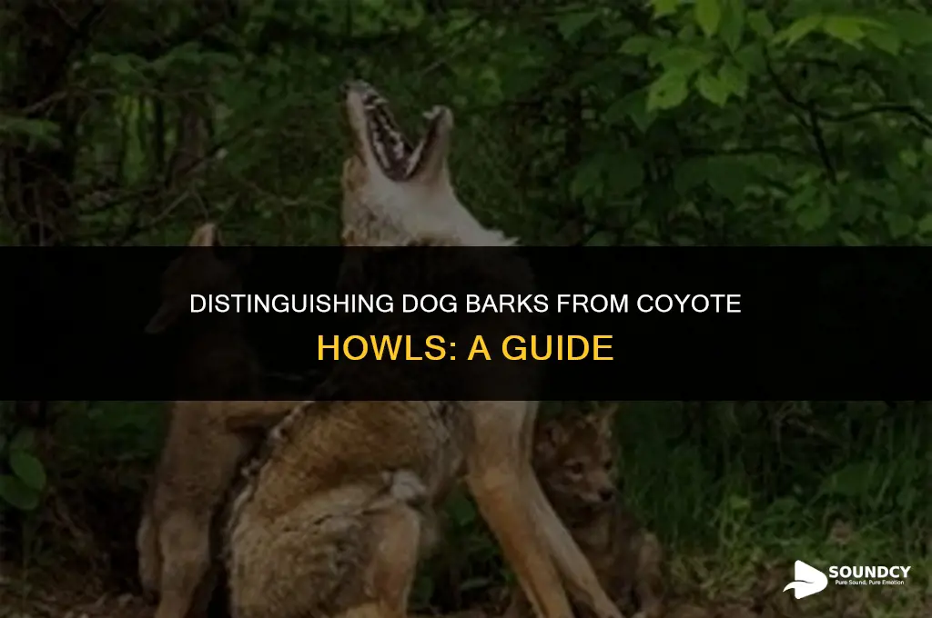 how to tell if dog sound or coyote sound