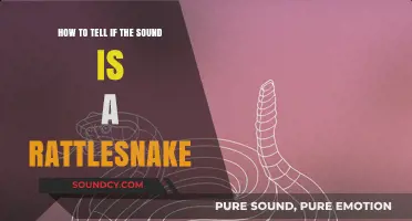 Identifying Rattlesnake Sounds: A Guide to Stay Safe in the Wild