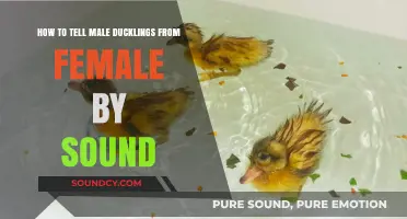Quack Analysis: Decoding the Gender of Ducklings by Sound