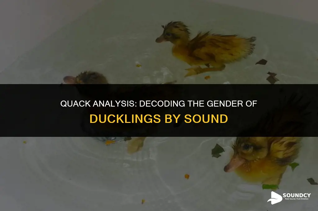 how to tell male ducklings from female by sound