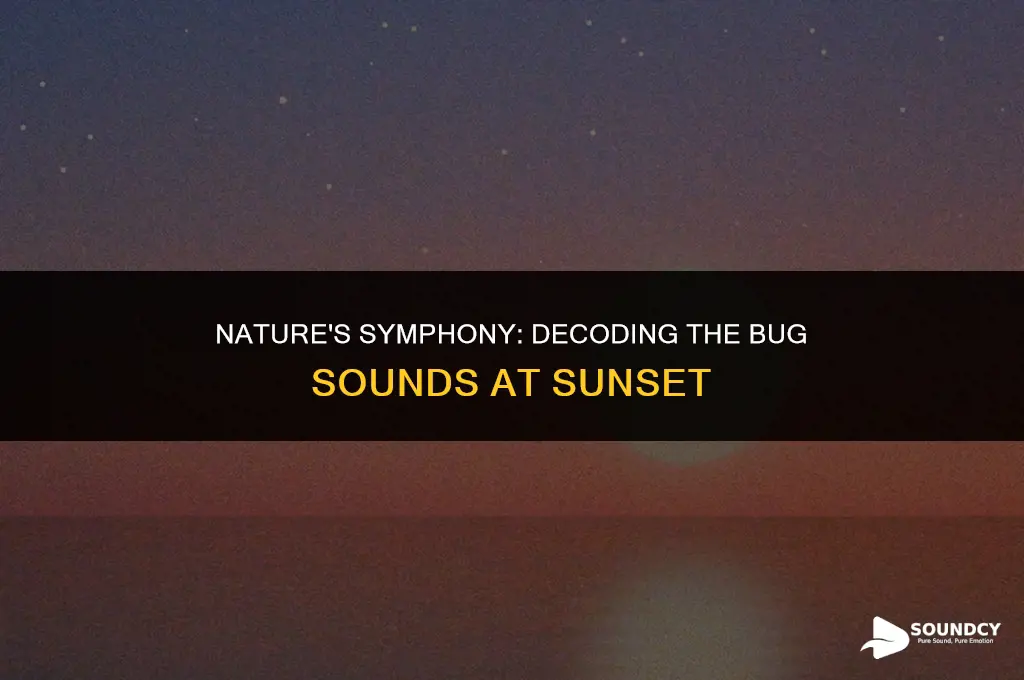 how to tell sunset from the sounds of bugs