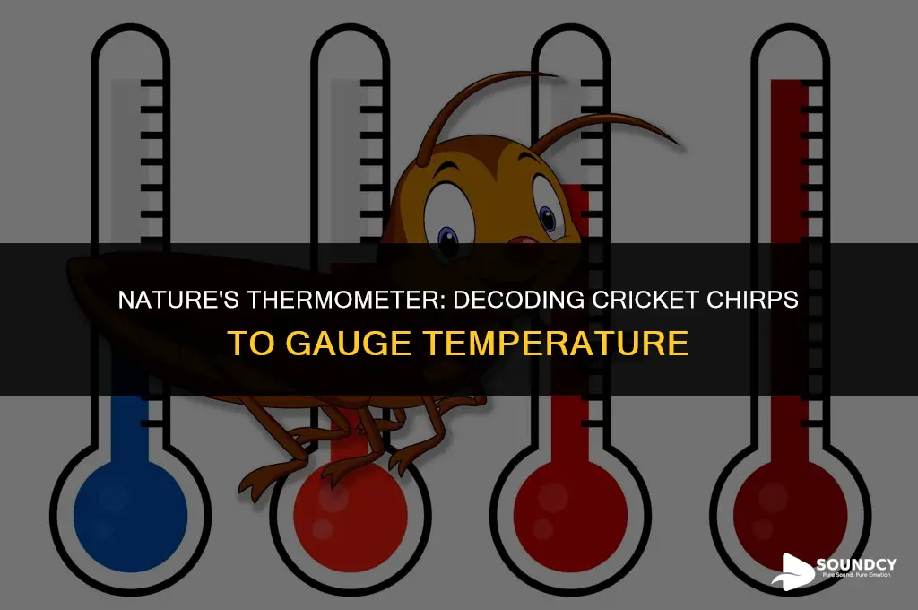 how to tell temperature from rate of cricket sounds