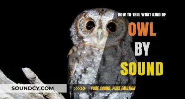 Decoding Owl Calls: A Guide to Identifying Species by Sound