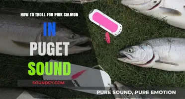 Mastering the Art of Trolling for Pink Salmon in Puget Sound