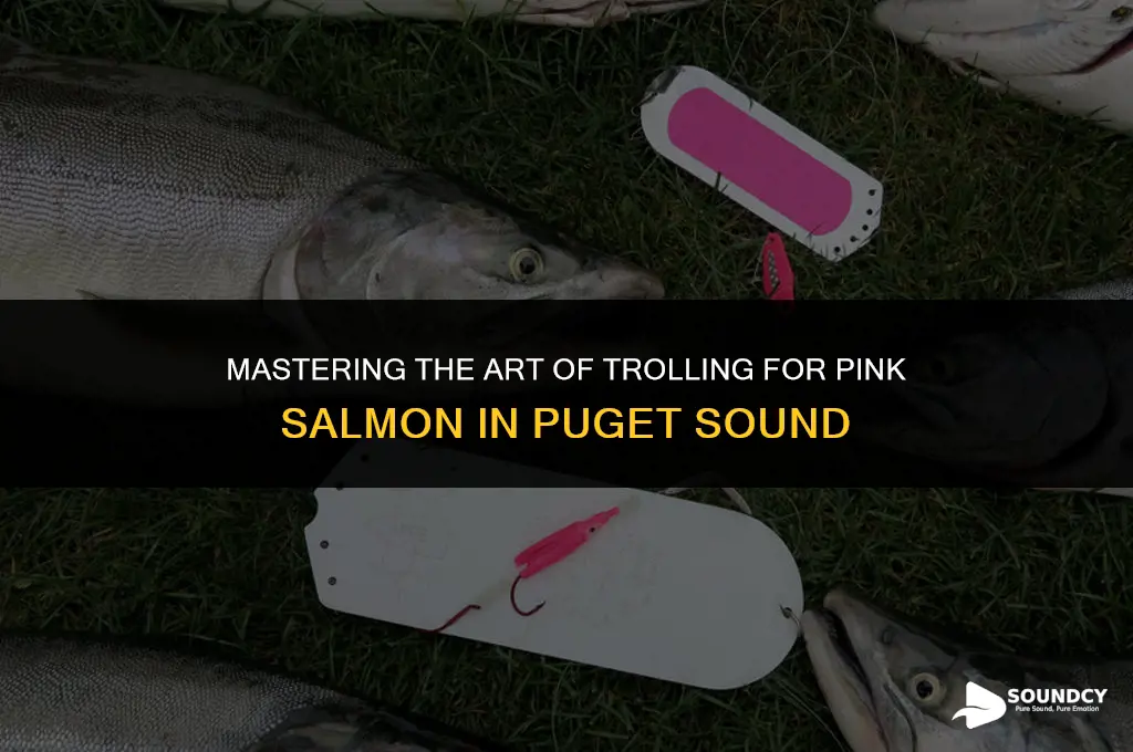 how to troll for pink salmon in puget sound