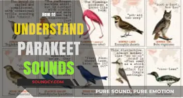 Decoding Parakeet Chatter: A Beginner's Guide to Understanding Their Sounds