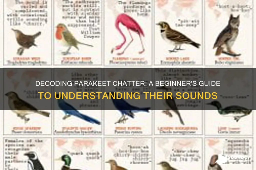 how to understand parakeet sounds