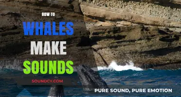 Unveiling the Mysteries: How Whales Create Their Unique Sounds