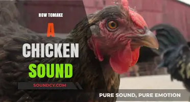 Mastering the Art of Clucking: How to Make a Chicken Sound