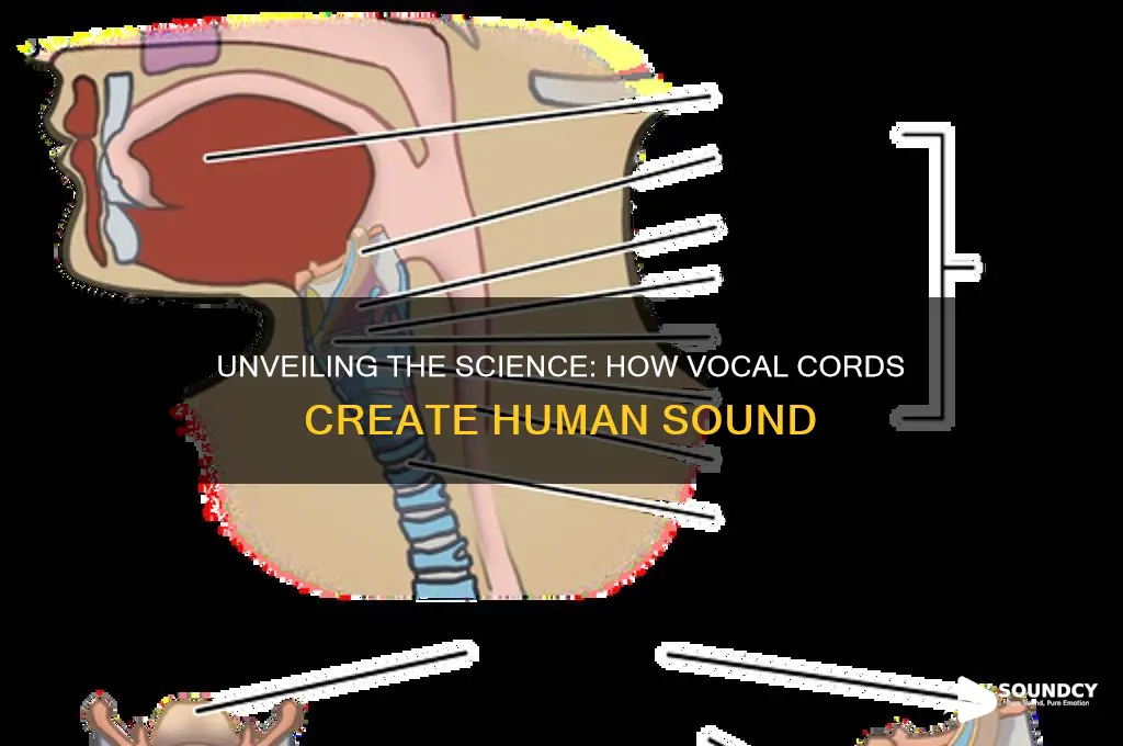 how vocal cords produce sound