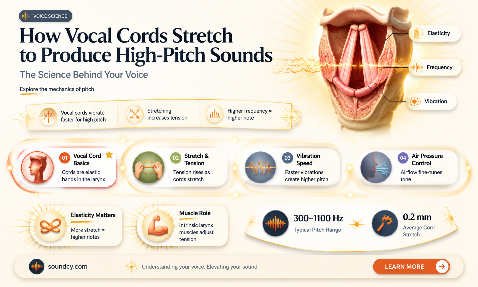 are vocal cords stretching tightly during high pitch sounds