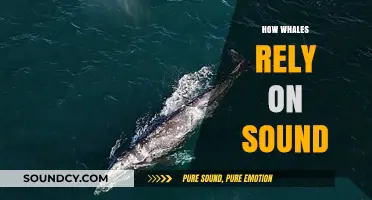 Echoes of the Deep: How Whales Depend on Sound to Survive
